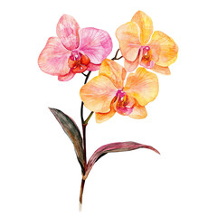 Beautiful watercolor illustration of a vibrant orchid flower with delicate pink and yellow petals and green leaves on a white background.
