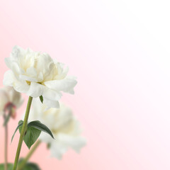 Beautiful white peonies on pink gradient background, space for text