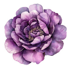 Beautiful watercolor painting of a purple flower in full bloom, showcasing fine details and vibrant colors.