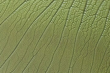 Obraz premium natural texture 