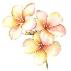 Elegant watercolor frangipani flowers in soft pastel shades, perfect for botanical illustrations and floral designs.