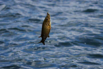 Fish being pulled out of a lake