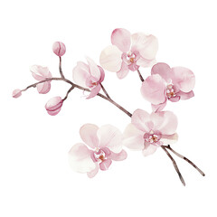 Elegant watercolor illustration of pink and white orchid flowers on a branch, showcasing delicate petals and vivid colors.