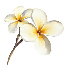 Elegant watercolor illustration of two yellow and white plumeria flowers on a branch, showcasing their delicate beauty and tropical charm.