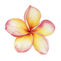 Vibrant tropical plumeria flower with yellow and pink petals. Perfect for nature, botanical, and exotic-themed projects.