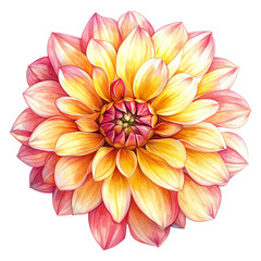 Fototapeta premium Vibrant yellow and pink dahlia flower with detailed petals, isolated on white background. Perfect for floral-themed designs and nature projects.