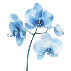 Watercolor blue orchids illustration. Elegant floral art, perfect for invitations, wall decor, and botanical designs. High-quality stock image.