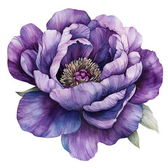 Watercolor painting of a vibrant purple peony flower in full bloom with detailed petals and a delicate center.