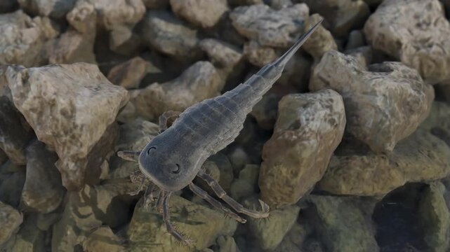 An animation of prehistoric Eurypterid Kokomopterus (Sea Scorpion) encountering a Trilobite while exploring a Silurian Period coast 418 million years ago. 
