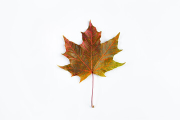 Red maple leaf isolated on a white background. Autumn fallen leaves.