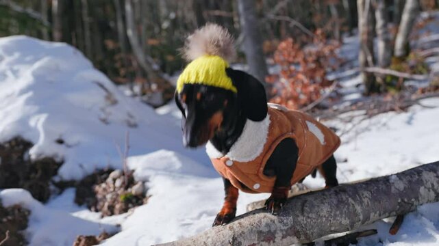 A funny clumsy dachshund dog in knitted hat and sheepskin vest is lost in the forest, looks around with curiosity, climbs over a tree trunk, explores the park Winter walk for a pet in warm fur clothes