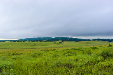 Green meadow. Beautiful summer landscape. Meadow.