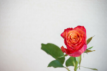 グラデーションカラーのバラ