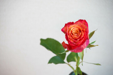 グラデーションカラーのバラ