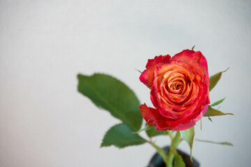 グラデーションカラーのばら