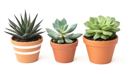 Obraz premium Three Succulents in Terracotta Pots