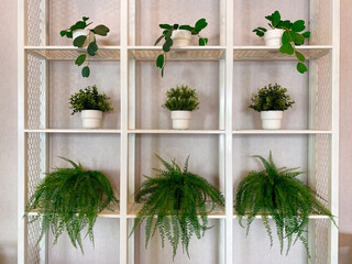 White Metal Shelf Unit with Various Green Plants