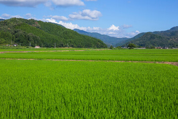 Fototapeta premium 夏の田園風景 鳥取県 郡家町
