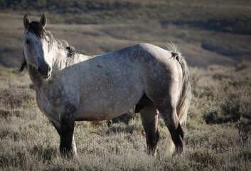 Zion, Wild Horse of the Sand Wash Basin in Colorado Sage Brush