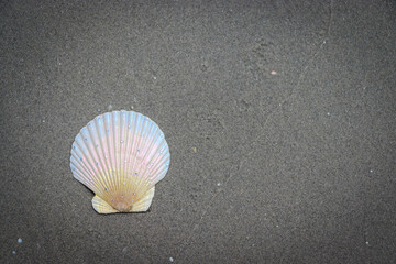 Beautiful mother-of-pearl shell with rhinestones. Shell, sea, beach. Summer background.