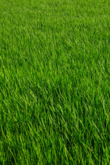 夏の田園風景 鳥取県 郡家町