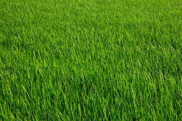夏の田園風景 鳥取県 郡家町
