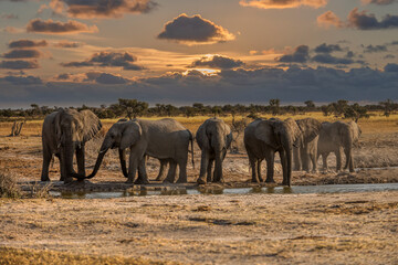 Fototapeta premium elephants at the waterhole at sunset in Kasane, ,Okavango Delta , Botswana