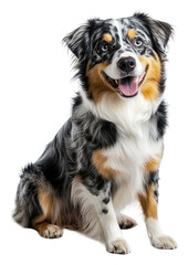 PNG Happy dog posing indoors at midday