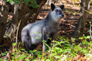 Naklejka premium 日本の固有種 ニホンカモシカ