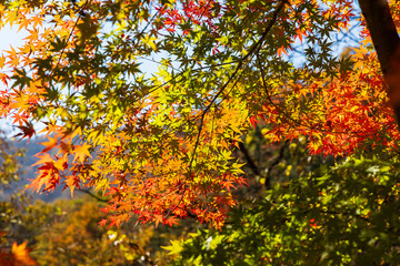 日本の風景・秋　群馬県安中市　紅葉のアプトの道