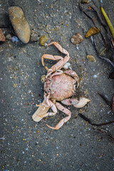 Dead crab. Dead sea animals. Environmental problem.