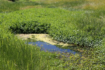 The result of irrigation in Tigray,