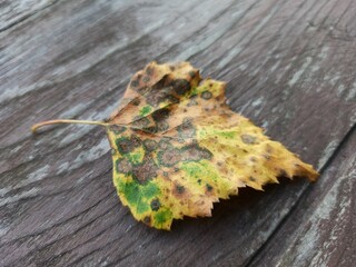 Close-up of a Dried Autumn Leaf on Wooden Surface with Copy Space