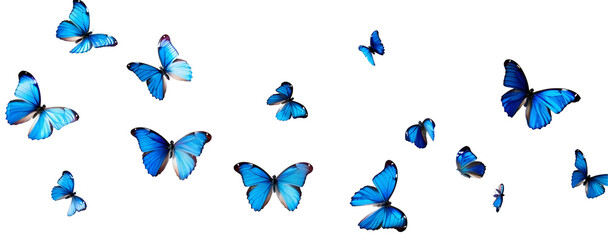 blue morpho butterflies flying in different directions isolated transparent background