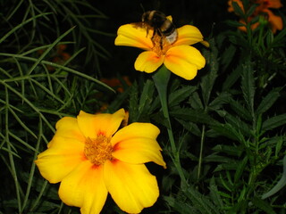Bee and flower