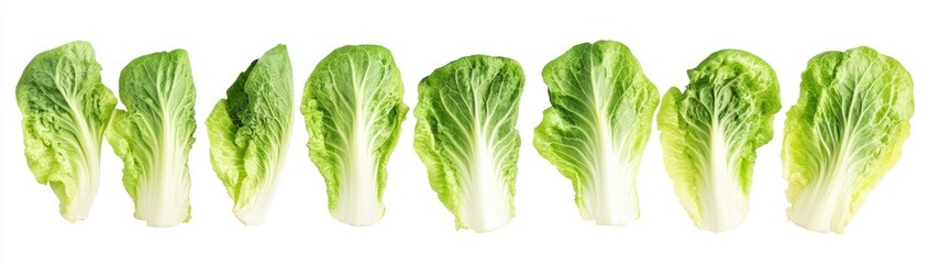 Fototapeta premium Row of Green Napa Cabbage Leaves Isolated on White Background