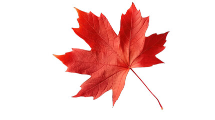 Maple Leaf Elegance Isolated for Focus