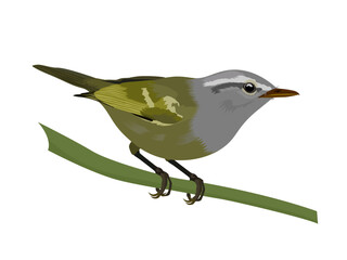 Phylloscopus maculipennis on a white background.