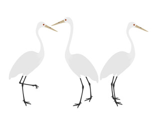 Ardea alba on a white background.