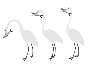 Ardea alba on a white background.
