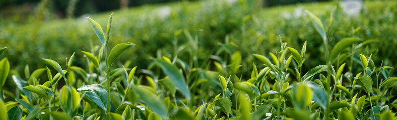 Banner Green tea tree leaves field young tender bud herbal Green tea tree in camellia sinensis organic farm. Panorama Fresh Tree tea leaf plant green nature in herbal farm background with Copy Space