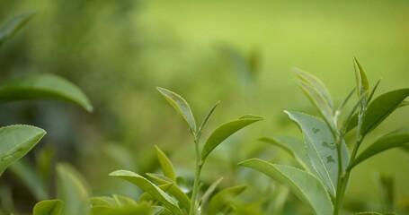 Green tea tree leaves field young tender bud herbal Green tea tree in camellia sinensis organic farm. Close up Fresh Tree tea plantations mountain green nature in herbal farm plant background morning