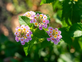 道端に咲くランタナの花