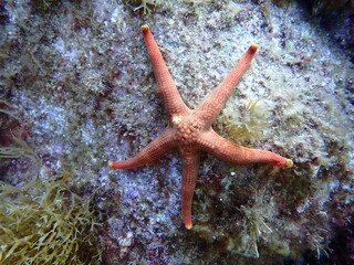 海藻の生えた岩場に張りつくアカヒトデ