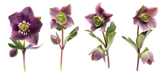 Four purple flowers with green leaves. The flowers are all different sizes and are arranged in a row. on a Transparent Background