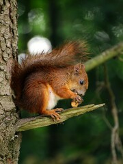 Obraz premium squirrel in the park