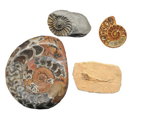 millions of years old ammonite