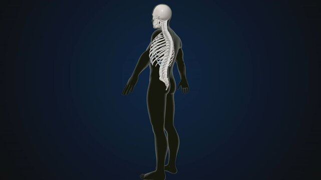 male human skeleton, ribs, gallbladder, skull and spine anatomy. 3d illustration