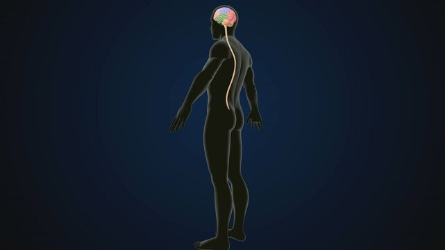 male human digestive oranges brain, liver, heart, lungs and nerves anatomy system, 3d illustration