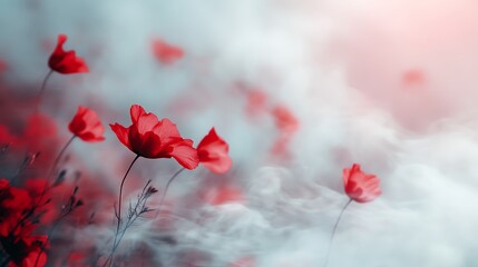 Red poppies in a field of fog, soft light.